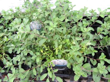 �A�����J���z���C�g