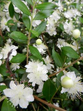 �M���o�C�J