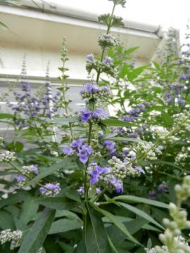 �Z�C���E�j���W���{�N