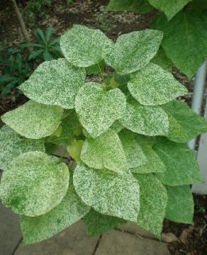 �n�i�L�T�T�Q�@�v�����F�����^