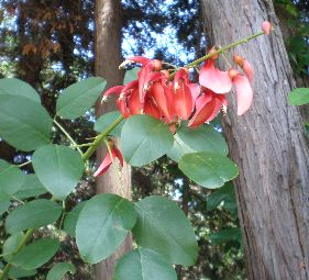 �A�����J�f�C�S�@