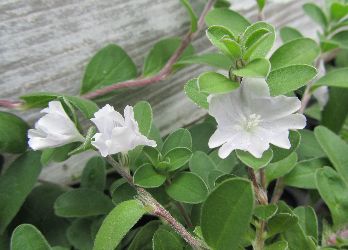 �A�����J���z���C�g�@��