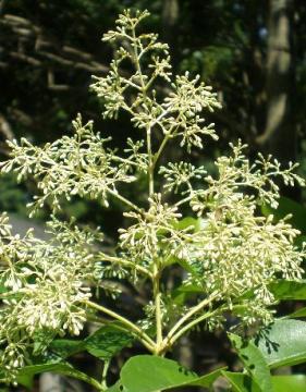 �V�}�g�l���R�@�Q