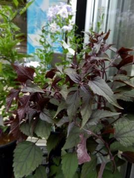 ���[�p�g���E���@�`���R���[�g