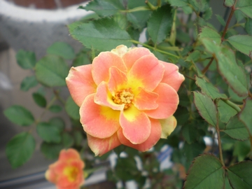 �s�����J�v���X