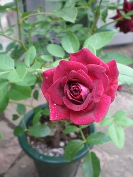 �o�[�K���f�B�E�A�C�X�o�[�O