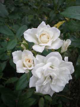 �o���@�A�C�X�o�[�O