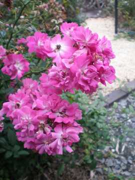 �o���@�Ђ��ڂ�