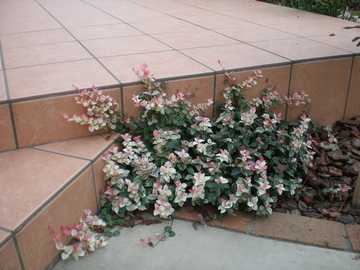 �n�c���L�J�Y��