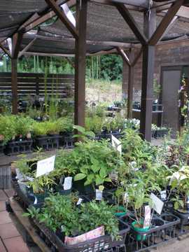 �V�F�[�h�@�p�[�S��