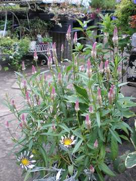 �P�C�g�E�@�T�}�[���x���_�[