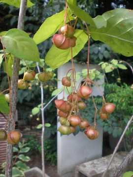 �c���o�i�@��