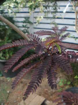 �l���m�L�@�T�}�[�`���R���[�g