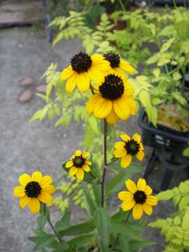 ���h�x�L�A�@�g�����o