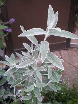 �u�b�h���A�@�V���o�[�A�j�o�[�T���[