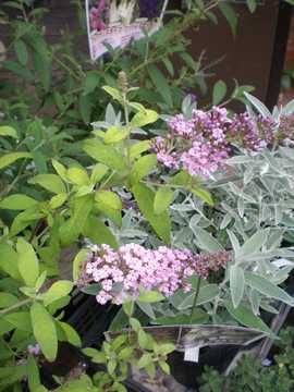 �u�b�h���A�@���[���V���C��