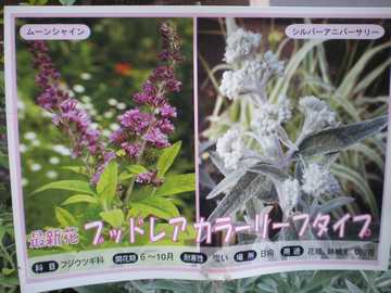 �u�b�h���A�@�|�b�v