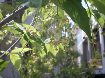 �c���o�i�@��