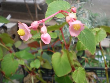 �V���E�J�C�h�E