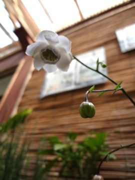 �����Q�V���E�}