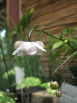 �����Q�V���E�}