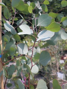 ���[�J���E�|�|���X