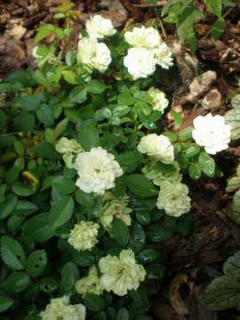 �~�j�o���@�O���[���A�C�X