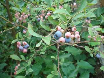 �u���[�x���[