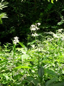 ���u�~���E�K