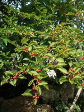 �A�I�n�_�@��