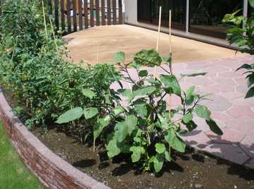 �L�b�`���K�[�f��