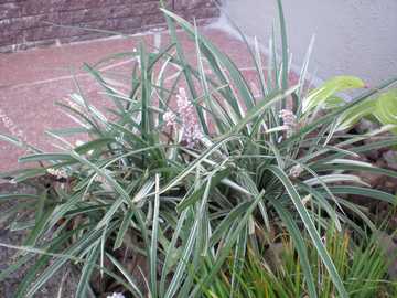 ���u�����@�V���o�[�h���S���@��