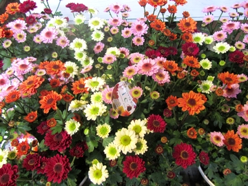 �G�N�Z�����g�}���@�s�R