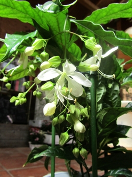 �N�������h�E