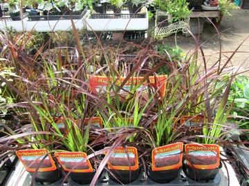 �p�[�v���t�@�E���e���O���X