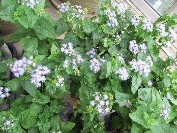 ���[�p�g���E��