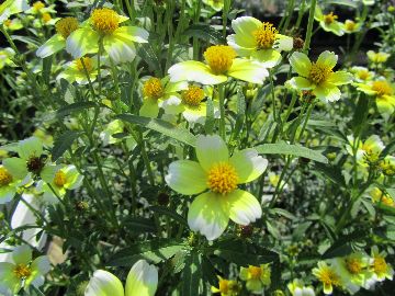 �E�B���^�[�R�X���X