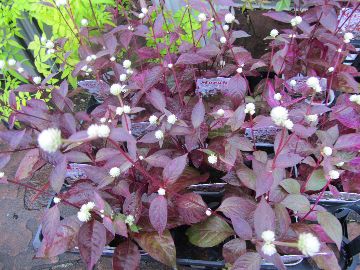 �A���e���i���e��