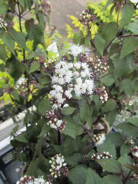 ���[�p�g���E���E�`���R���[�g