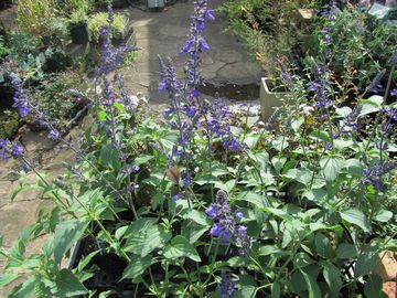 �T���r�A�E�C���f�B�S�X�p�C���[