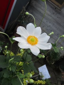 �V���E���C�M�N