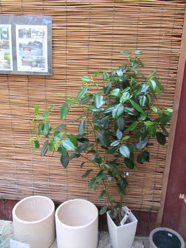 �t�����X�S��