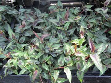 �y���V�J���A�E���b�h�h���S��