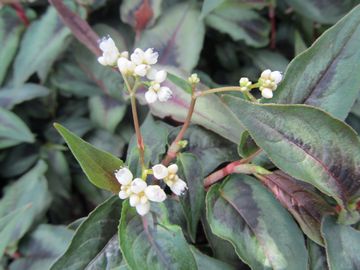 �y���V�J���A�E��