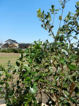 �t�F�C�W���A