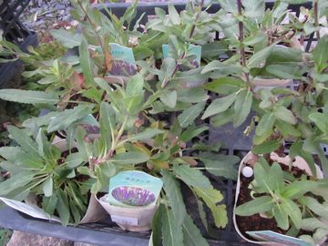 �T���r�A�@�J���h���i