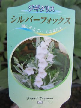 �W�M�^���X�@�V���o�[�t�H�b�N�X