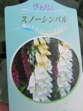 �W�M�^���X�@�X�m�[�V���o��