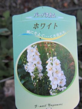 �o�[�o�X�J���@�z���C�g