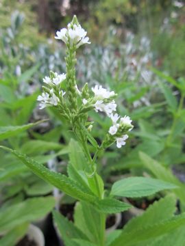 �o�[�x�i�@�n�X�^�[�^�@��